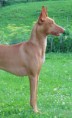 /album/ra%c3%a7as%20de%20cachorros%20%2c%20%28%3a/pharaoh-hound-jpg/